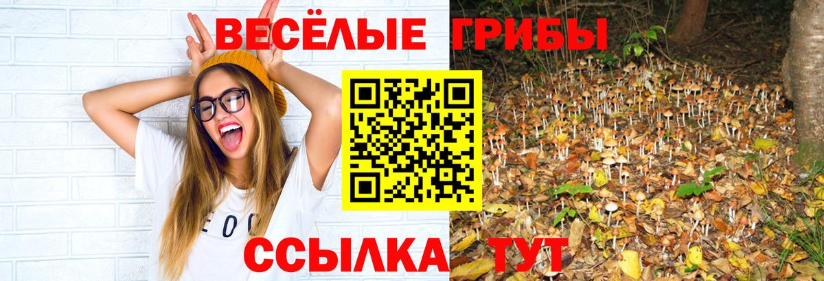 Галлюциногенные грибы Psilocybine cubensis Белгород